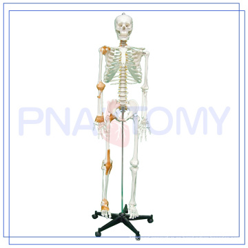 PNT-0104 170cm de tamaño natural científico Esqueleto humano de la anatomía Modelo